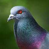 Pigeon Portrait_48558crop